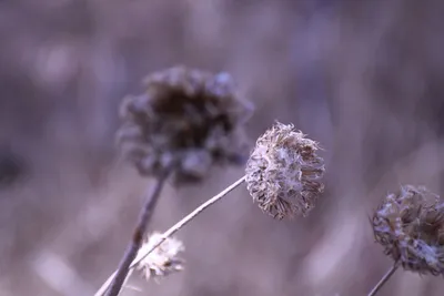 DSC_2196 (Large).JPG